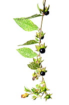 Deadly Nightshade (Atropa belladonna) with fruits, Slovenia, Europe, September. meetyourneighbours.net project