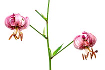 Turk's cap lily (Lilium martagon) in flower, Slovenia, July. meetyourneighbours.net project