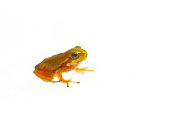 European tree frog (Hyla arborea), Mechtersheim, Rhineland-Palatinate, Germany, July. meetyourneighbours.net project