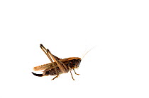 Grey bush-cricket (Platycleis albopunctata), Quirnheim, Rhineland-Palatinate, Germany, August. meetyourneighbours.net project