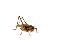 Grey bush-cricket (Platycleis albopunctata), Quirnheim, Rhineland-Palatinate, Germany, August. meetyourneighbours.net project