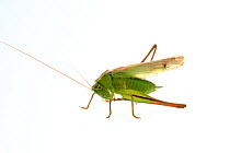 Bush-cricket (Metrioptera bicolor), Quirnheim, Rhineland-Palatinate, Germany, August. meetyourneighbours.net project