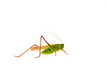 Bush-cricket (Metrioptera bicolor), Quirnheim, Rhineland-Palatinate, Germany, August. meetyourneighbours.net project