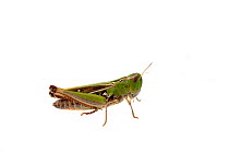 Stripe-winged grasshopper (Stenobothrus lineatus), Quirnheim, Rhineland-Palatinate, Germany, August. meetyourneighbours.net project
