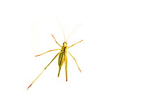 Sickle-bearing bush-cricket (Phaneroptera falcata), Quirnheim, Rhineland-Palatinate, Germany, August. meetyourneighbours.net project