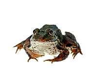 Edible Frog (Rana esculenta), Mechtersheim, Rhineland-Palatinate, Germany, August. meetyourneighbours.net project