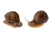 Burgundy snail (Helix pomatia) comparison of left and right handed shells, Hassloch, Rhineland-Palatinate, Germany, October. meetyourneighbours.net project