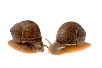 Burgundy snail (Helix pomatia) comparison of left and right handed shells, Hassloch, Rhineland-Palatinate, Germany, October. meetyourneighbours.net project