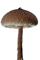 Parasol Mushroom (Macrolepiota procera), Hassloch, Rhineland-Palatinate, Germany, September. meetyourneighbours.net project