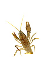 Stone Crayfish (Austropotamobius torrentium), Idar-Oberstein, Germany, January. meetyourneighbours.net project