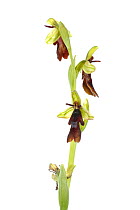 Fly Orchid (Ophrys insectifera), Ilbesheim, Rhineland-Palatinate, Germany, May. meetyourneighbours.net project