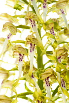 Lizard orchid flowers (Himantoglossum hircinum), Ilbesheim, Rhineland-Palatinate, Germany, May. meetyourneighbours.net project