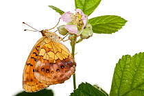 Marbled Fritillary (Brenthis daphne) on flower, Hassloch, Rhineland-Palatinate, Germany, June. meetyourneighbours.net project
