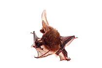 Grey Long-eared Bat (Plecotus austriacus), Kaiserslautern, Rhineland-Palatinate, Germany, May. meetyourneighbours.net project