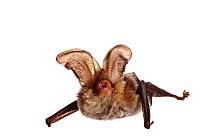 Grey Long-eared Bat (Plecotus austriacus), Kaiserslautern, Rhineland-Palatinate, Germany, May. meetyourneighbours.net project