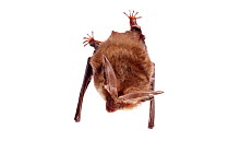 Grey Long-eared Bat (Plecotus austriacus), Kaiserslautern, Rhineland-Palatinate, Germany,  May. meetyourneighbours.net project