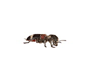 Checkered Beetle (Clerus mutillarius), Neustadt, Rhineland-Palatinate, Germany, July. meetyourneighbours.net project