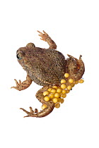 Common Midwife Toad (Alytes obstetricans) carrying eggs, Theisbergstegen, Rhineland-Palatinate, Germany, May. meetyourneighbours.net project