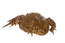 Natterjack Toad (Bufo calamita), Munster-Sarmsheim, Rhineland-Palatinate, Germany, May. meetyourneighbours.net project
