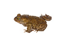 Natterjack Toad (Bufo calamita), Munster-Sarmsheim, Rhineland-Palatinate, Germany, May. meetyourneighbours.net project