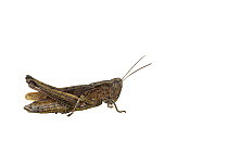 Steppe grasshopper (Chorthippus dorsatus), Erpolzheim, Rhineland-Palatinate, Germany, August. meetyourneighbours.net project