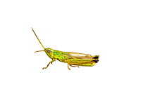 Large Gold Grasshopper (Chrysochraon dispar), Erpolzheim, Rhineland-Palatinate, Germany, August. meetyourneighbours.net project