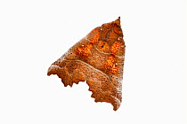 Herald moth (Scoliopteryx libatrix), Wilgartswiesen, Rhineland-Palatinate, Germany, February. meetyourneighbours.net project