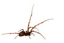 European cave spider (Meta Menardi), Luxembourg, May. meetyourneighbours.net project