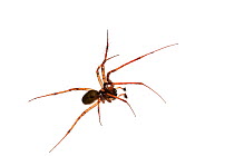European cave spider (Meta Menardi), Luxembourg, May. meetyourneighbours.net project
