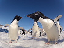 Adelie penguin (Pygoscelis adeliae) close up portrait, Antarctica.