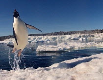 Adelie penguin (Pygoscelis adeliae) leaping from water, Antarctica. Small reproduction only.
