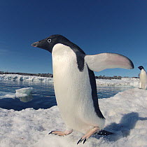 Adelie penguin (Pygoscelis adeliae) flapping wings, wide angle, Antarctica. Small reproduction only.