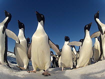 Adelie penguin (Pygoscelis adeliae) group, Antarctica.