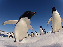 Adelie penguins (Pygoscelis adeliae) wide angle portrait of two with larger group in background, Antarctica.