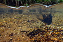 Brook lampreys (Lampetra planeri) brook, central Holland. March.
