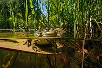 Edible Frog (Rana esculenta) in garden pond, Hattem, Holland. May.