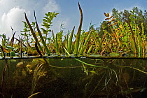 Mixture of aquatic plants growing at waters edge, Holland. September.
