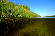 Ditch with Chara algae (Chara sp), North Holland. May.