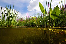 Ditch with mixture of aquatic plants, Rotterdam area, Holland. August.