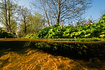 Butterbur (Petasites hybridus) along small brook, central Holland. April.