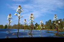 Bog-bean (Menyanthes trifoliata) in flower, North Holland. April.