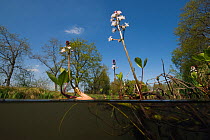 Bog-bean  (Menyanthes trifoliata) in flower, North Holland. April.