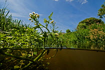 Watercress (Nasturtium officinale) in flower in brook, central Holland. June.