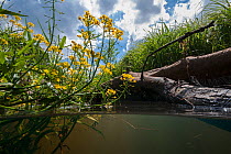 Brook with Great Yellowcress (Rorippa amphibia), North Holland. June.
