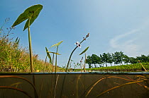 Arrowhead (Sagittaria sagittifolia), central Holland. July.