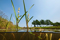 European bur-reed (Sparganium emersum) in flower, central Holland. July.