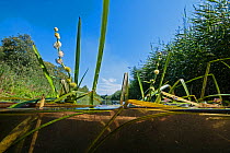 European bur-reed (Sparganium emersum) in De Weerribben-Wieden National Park National Park, Holland. August.