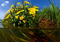 Marsh marigold (Caltha palustris)  with Mannagrass (Glyceria fluitans) and Common water crowfoot (Ranunculus aquatilis)  along  brook with seep inflow, North Holland. April.