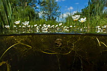 Common water crowfoot (Ranunculus aquatilis) with Great Pond Snail (Lymnaea stagnalis) in garden pond, Holland. May.