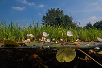 Frogbit (Hydrocharis morsus-ranae), Naardermeer bog lake, Holland. August.